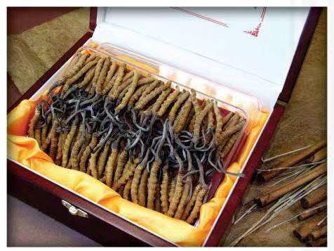 蒲县冬虫夏草回收